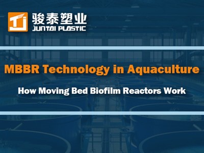 অ্যাকুয়াকালচারে MBBR প্রযুক্তি: কিভাবে মুভিং বেড বায়োফিল্ম রিঅ্যাক্টর কাজ ক...